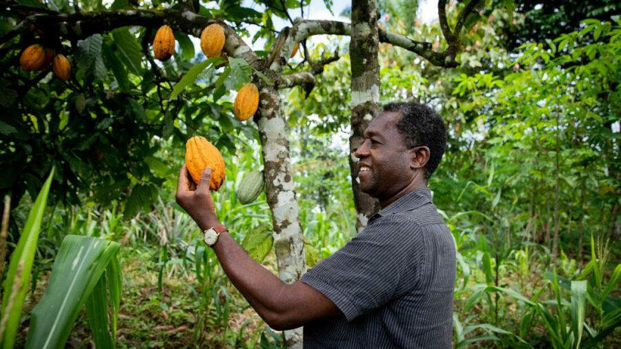 Imagem cocoa-farmer-pr 2